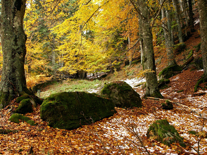 Herbst in den Casentinesi Wäldern