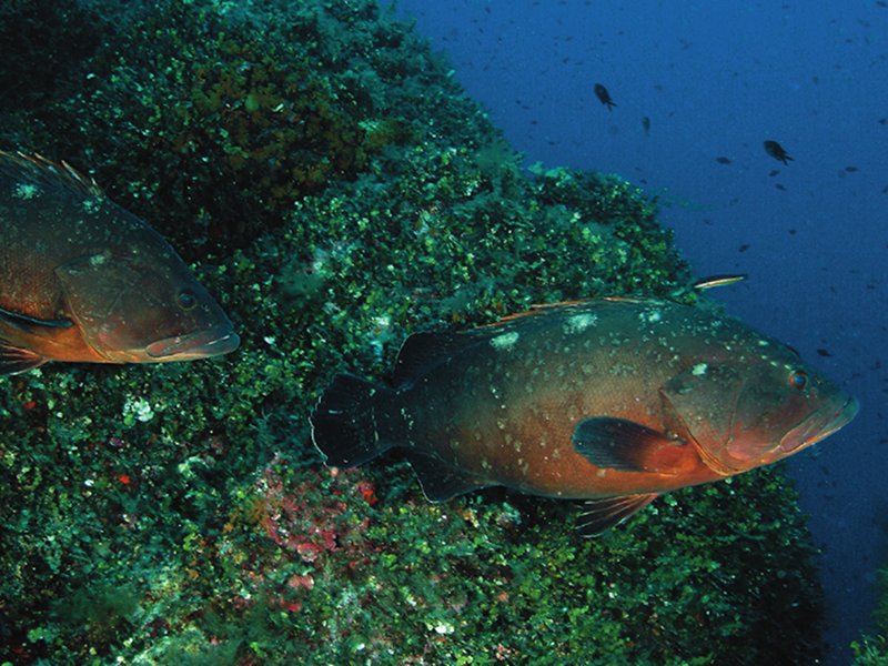 Two big groupers