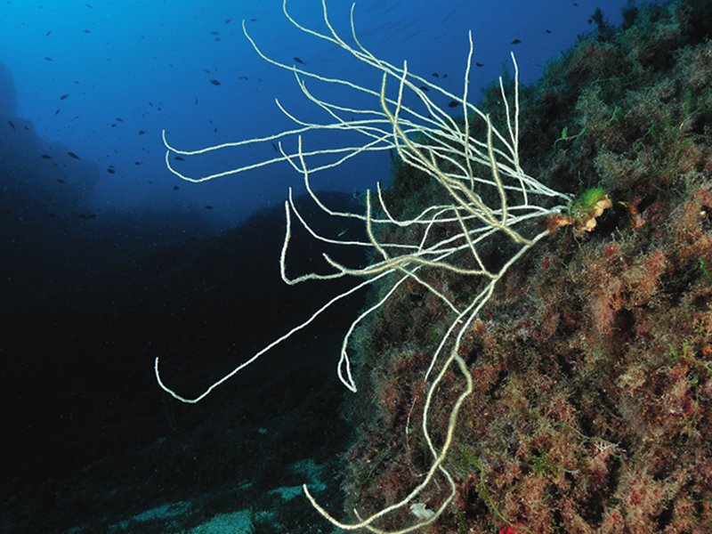 Particularly ruffled White sea fan