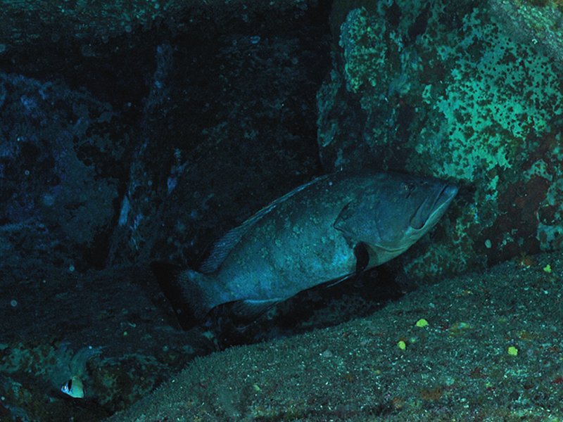 Big brown grouper in a large cavity among the boulders