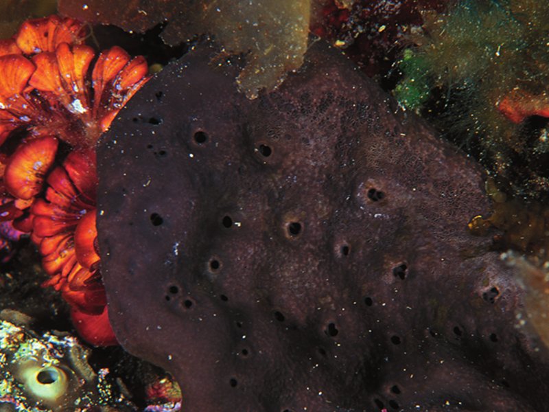 Orecchia d'elefante tra alghe brune e rosse
