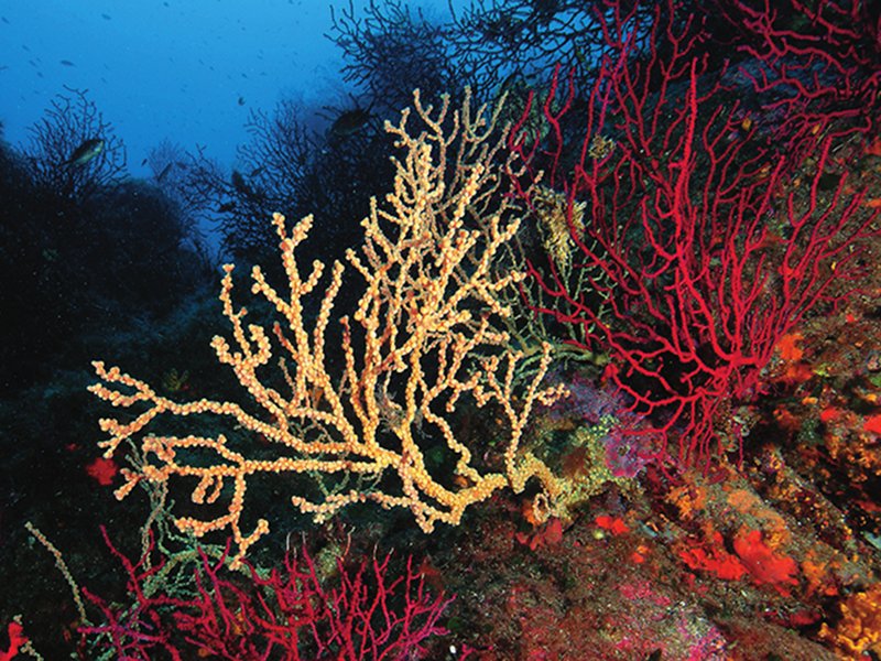 Colony of false coral