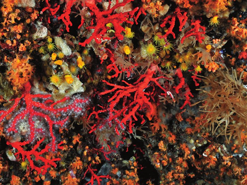 Colonie di corallo rosso