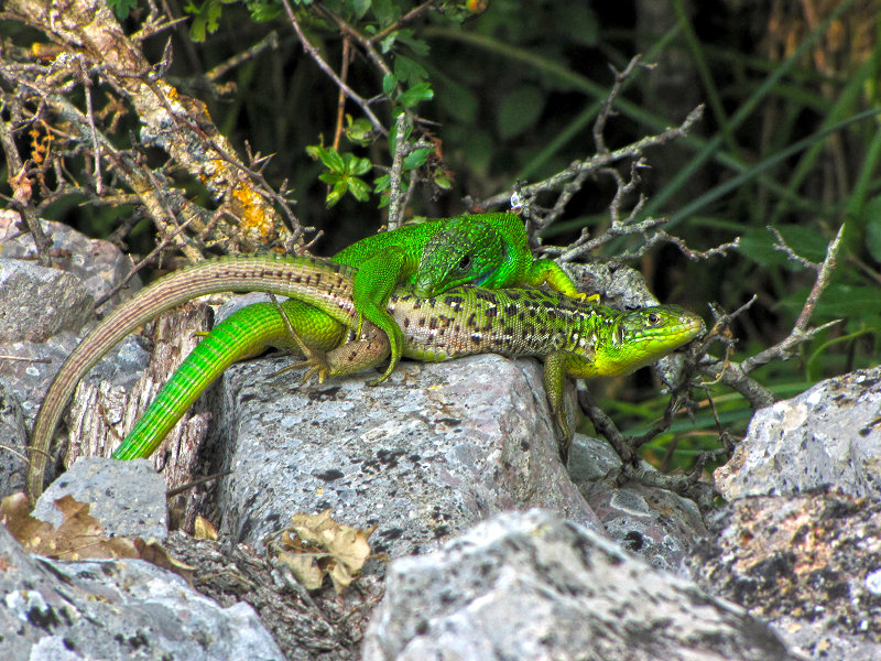 Green lizards