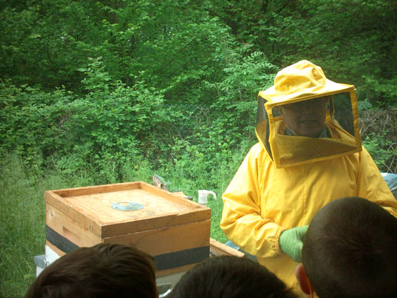 Schulen Projekt Bienen