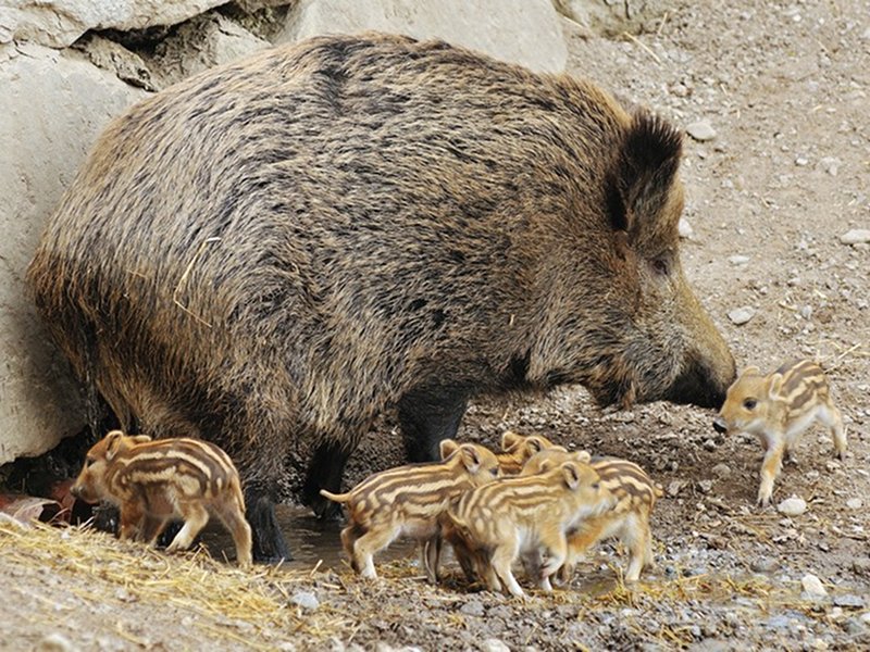 Female wild boar with her cubs