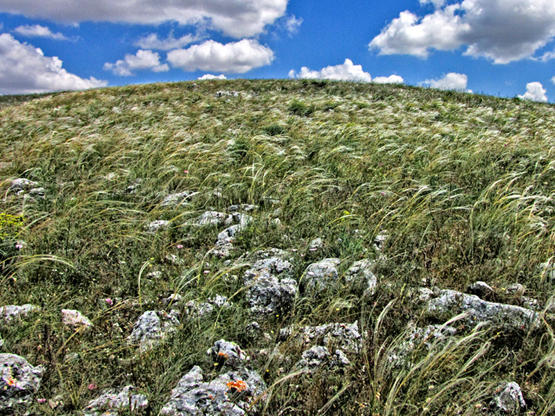 Steppe-like grassland