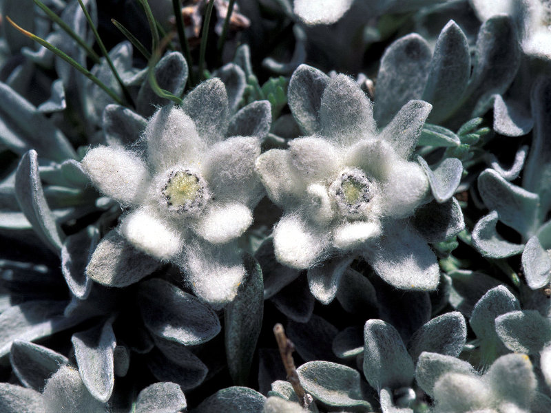 Apennine edelweiss