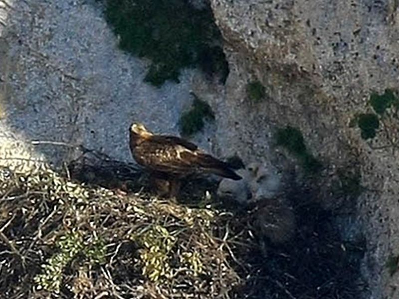 Nest with chicks