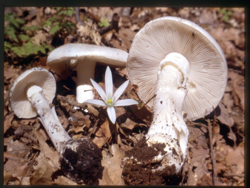 Fool's mushroom