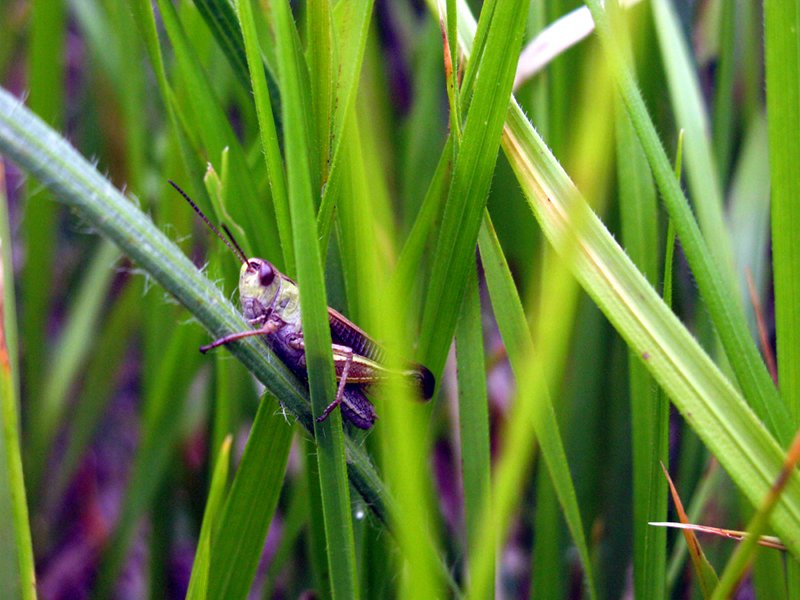 Young orthopteran in Campo Imperatore