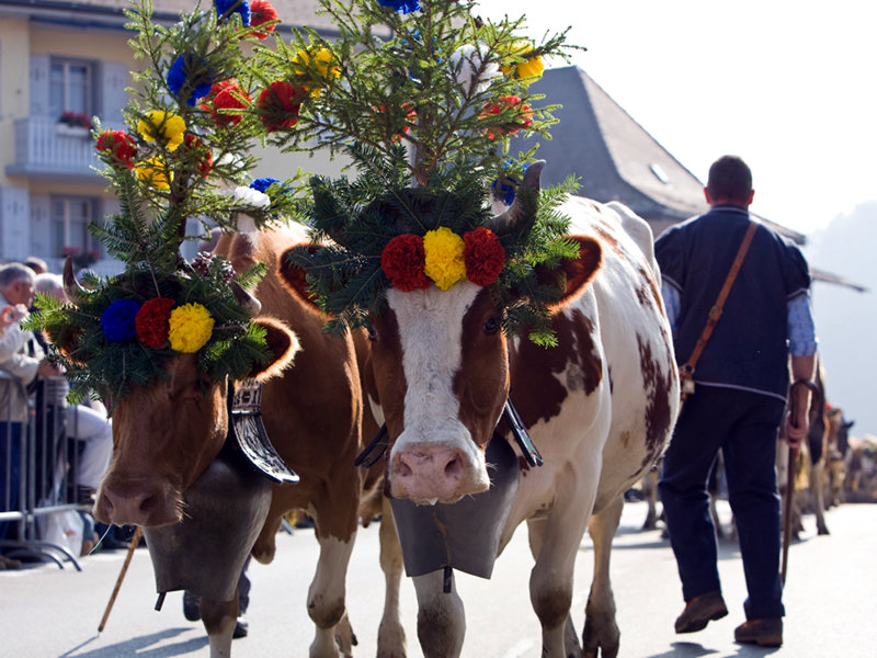 Le mucche sono decorate per la festa della 