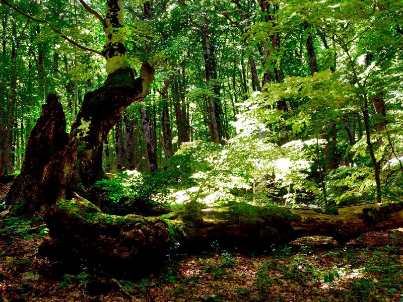 Fonte Novello beech tree woodland