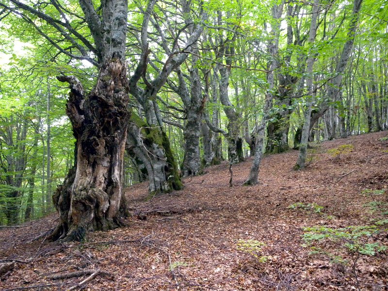 Alter Wald von Valle Vaccaro