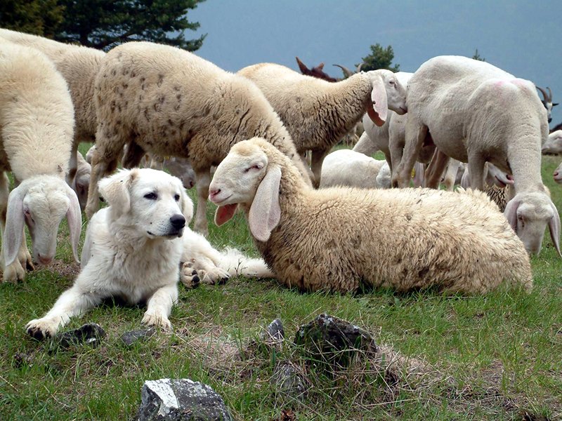 Sheep dogs