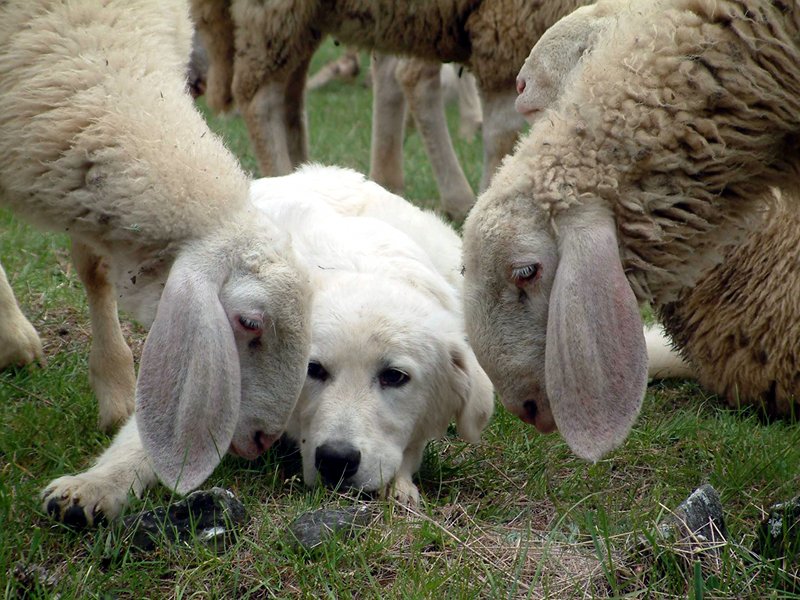 Sheep dogs
