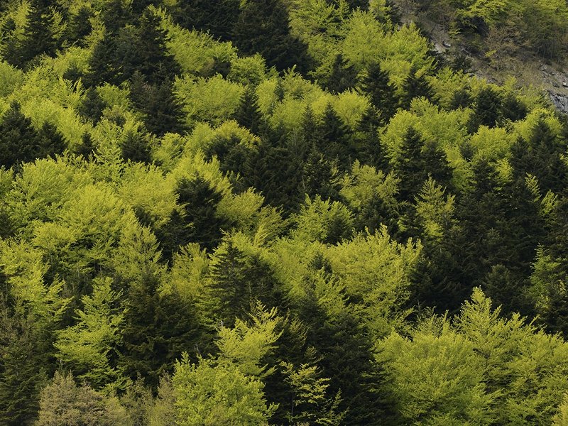 Cortino fir tree woodland (TE)