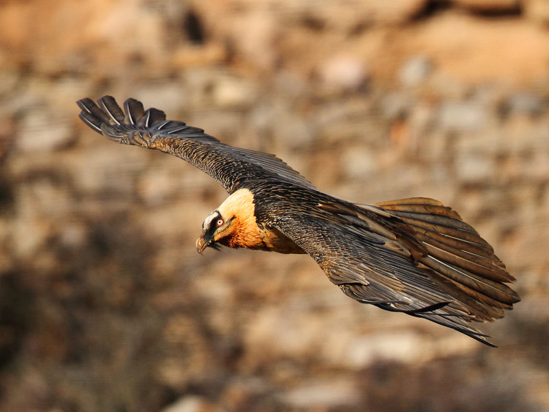 Adult Bearded Vulture flying at the sunset