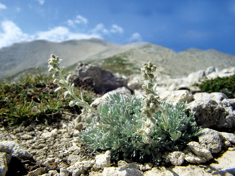 Artemisia umbelliformis susp. eriantha