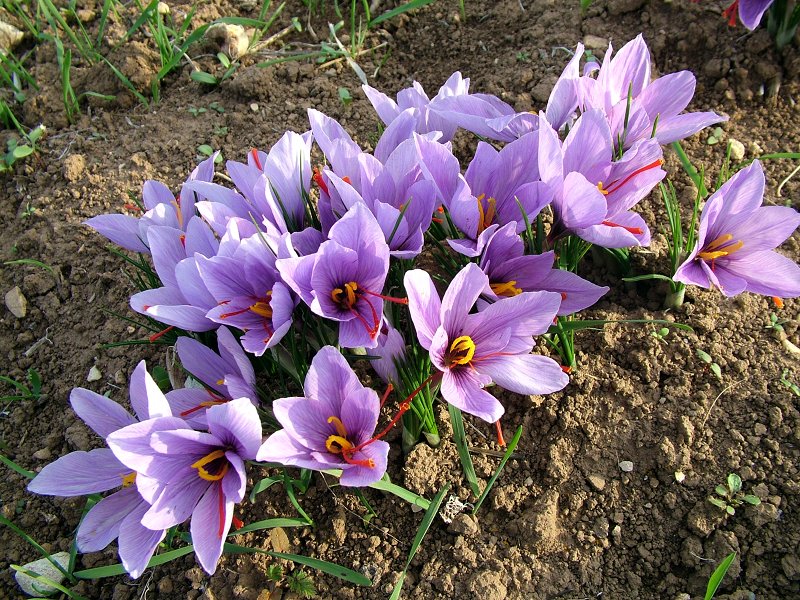 Crocus sativus L.