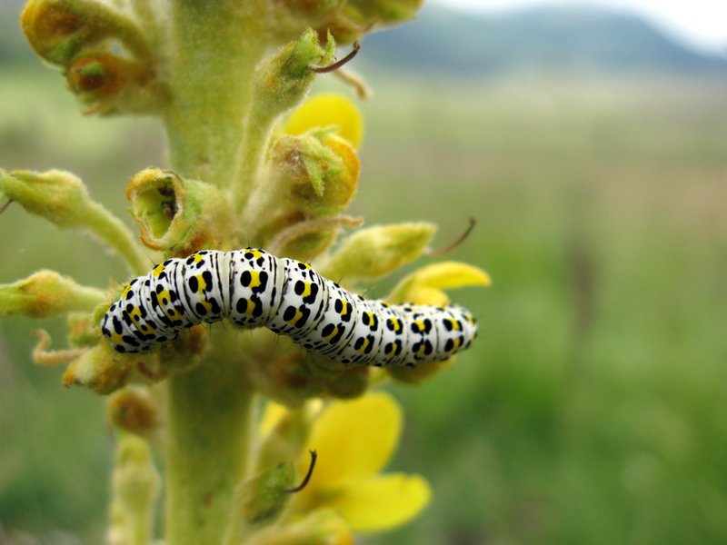 Cucullia verbasci caterpillar