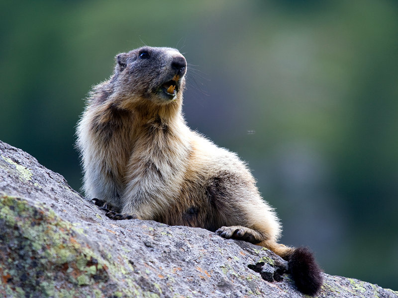 Queen at 2,000m. The marmot