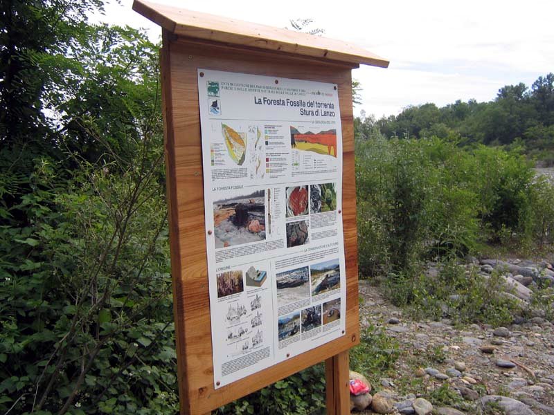 Itinerary in the Fossil Forest