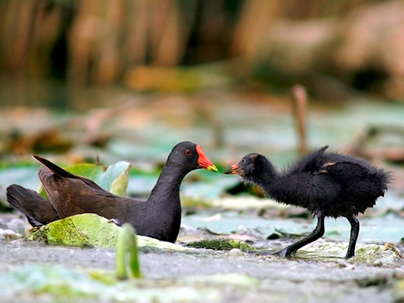Moorhen with chick