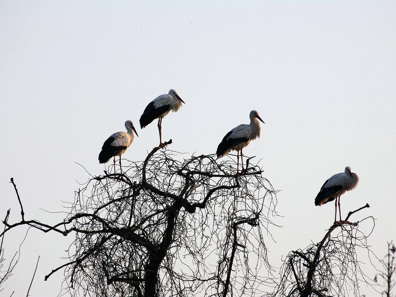 Storks on a tree