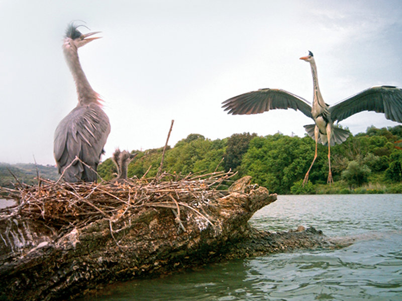 Nesting of Gray Heron in the Nature Reserve