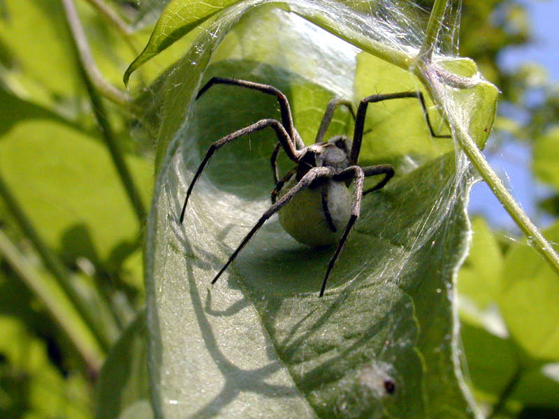 Spider inside a leaf