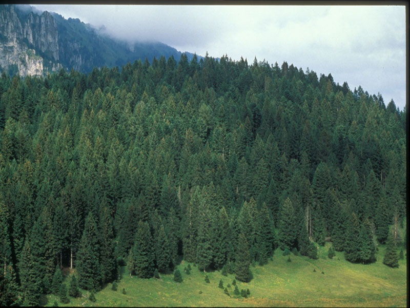 Wald von Cajada