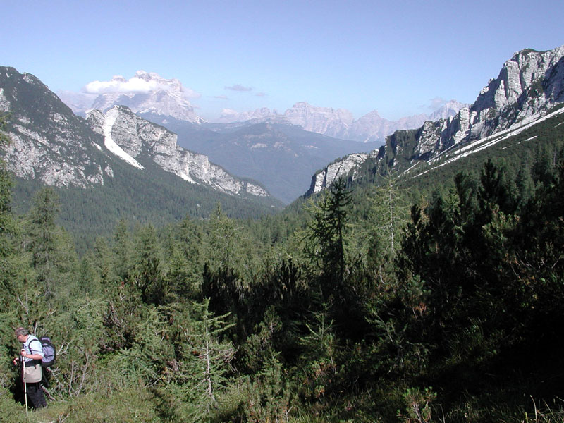 Bergkiefern in Val Balanzola