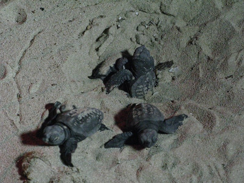 Turtles born in Torre Lapillo
