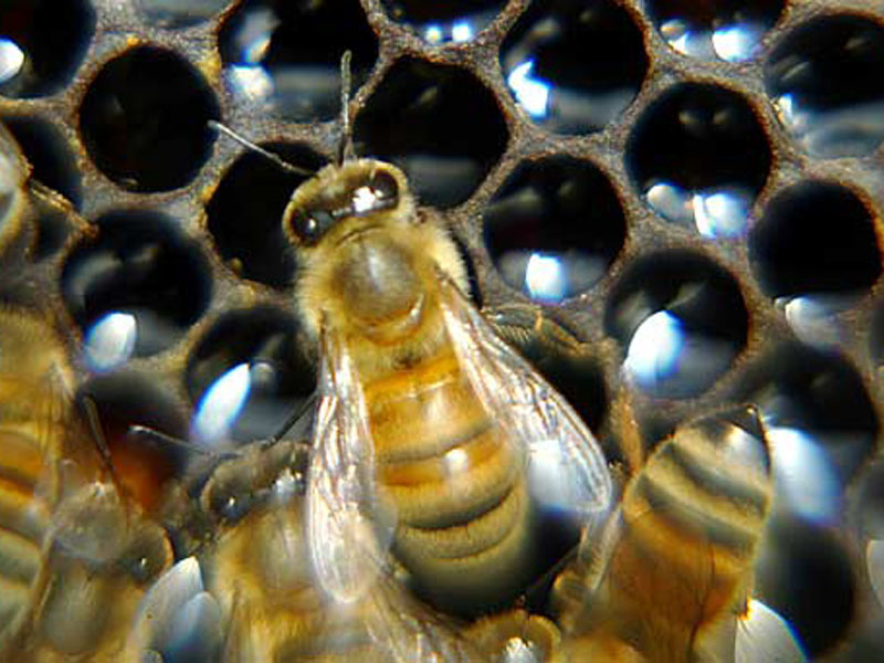 Un'attività nel Parco: l'apicoltura