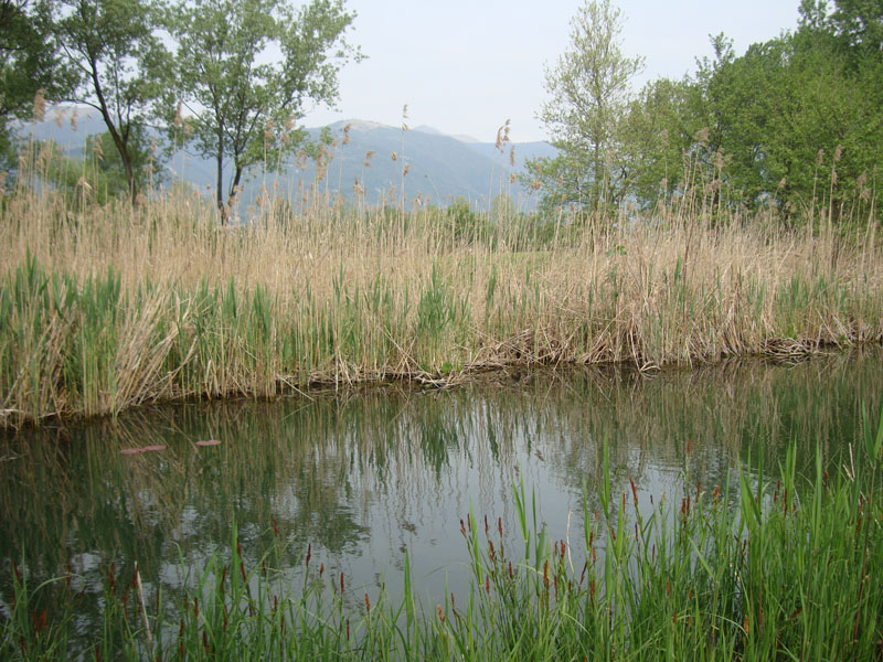 The cane thicket of Alserio Lake