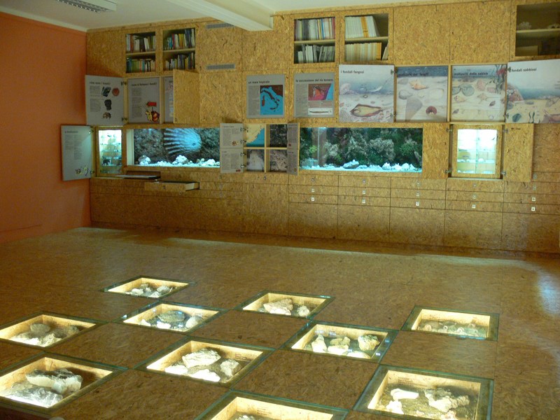 Museo paleontologico Silvio Lai - Sala espositiva