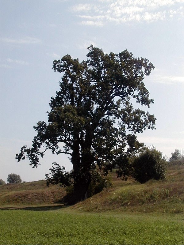 S. Basilio oak tree