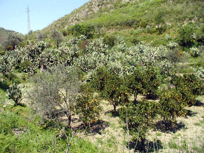 Vegetation, Feigenkaktus im Hintergrund