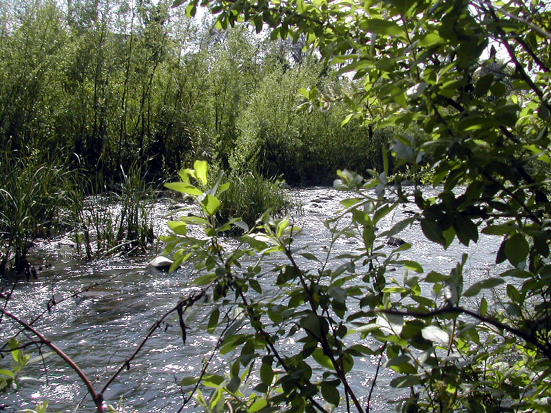 Vegetazione lungo  il fiume