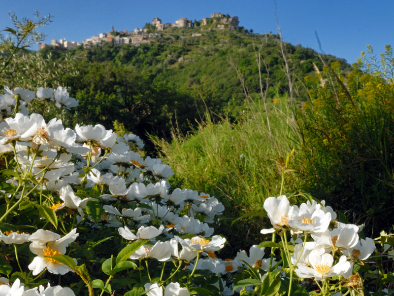 Dog rose in bloom with Castiglione di Sicilia in the background, housing the Research, Training, and Environmental Education Center on the River Ecosystems