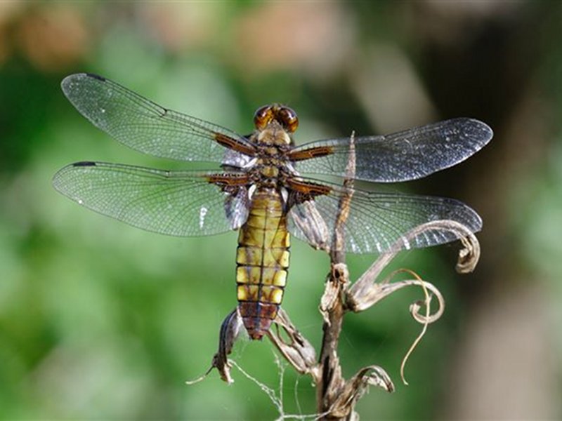 Dragonfly