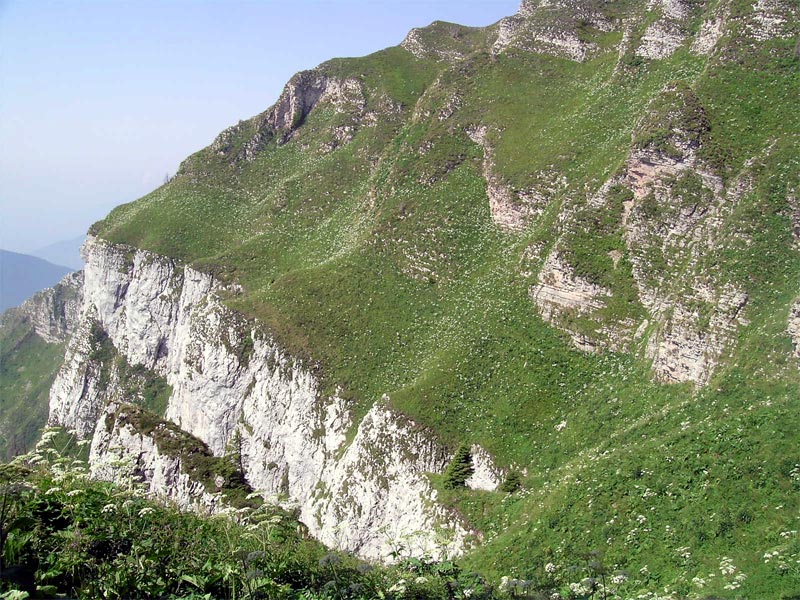 Alpine and subalpine grassy calcicole formations