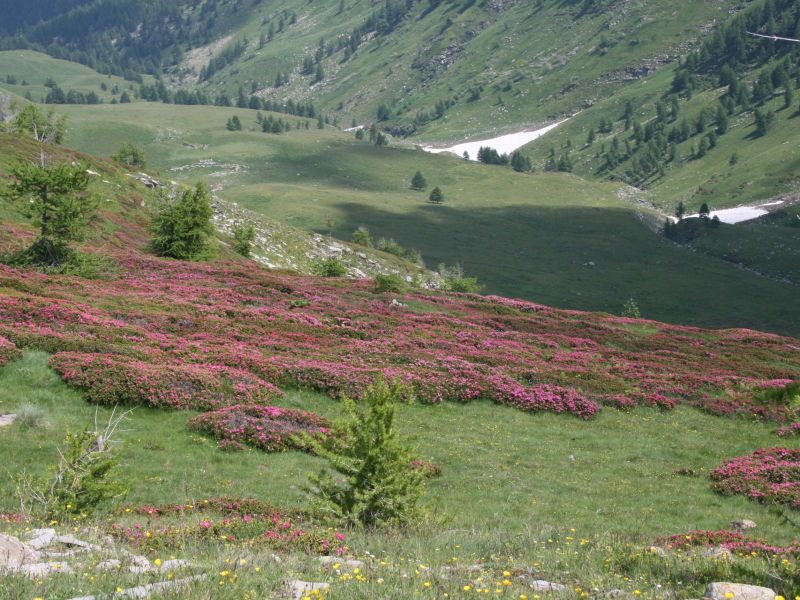 Rhododendrons in bloom on Mt. Saccarello