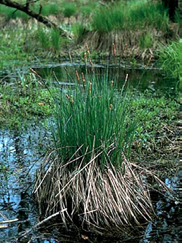 Carex elata - wetlands' typical plant