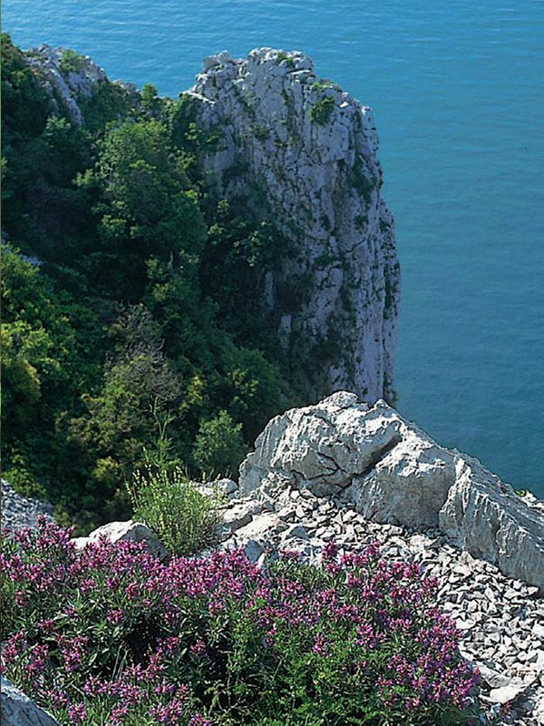 Salvia officinalis blooming on the cliffs