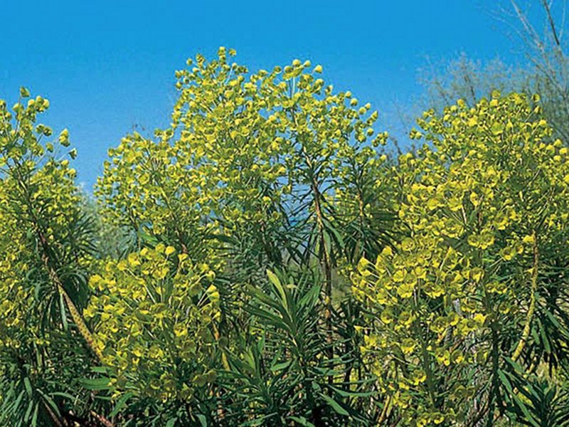 Euphorbia wulfenii is endemic to the Illyric region