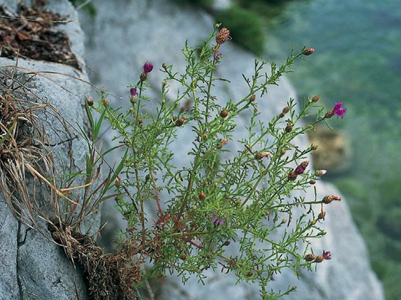 Le Falesie di Duino sono l'unico sito della Centaurea kartschiana