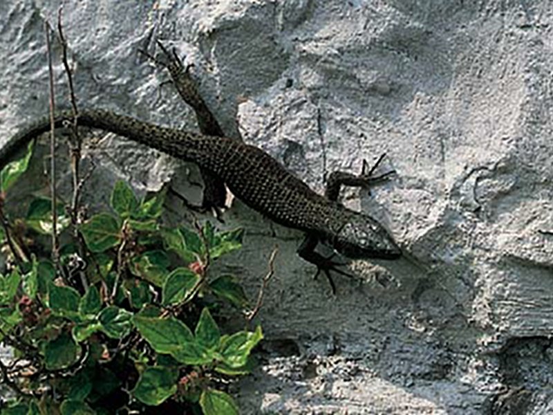 Blue-throated keeled lizard, symbol of the Reserve