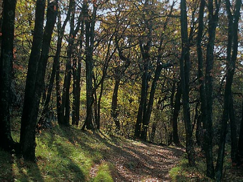 The sessile oak forest in the Reserve